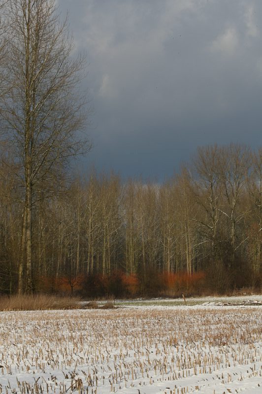 winter