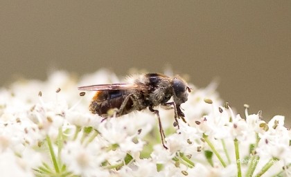 sized_zweefvlieg-018.jpg