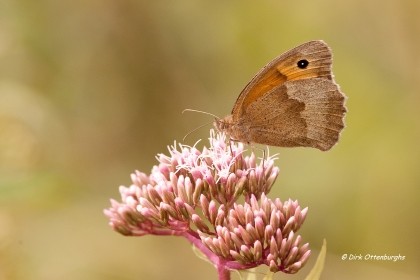 sized_bruin zandoogje-023.jpg