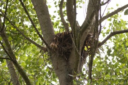 sized_buizerd-011.jpg