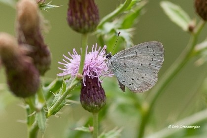 sized_boomblauwtje-030.jpg