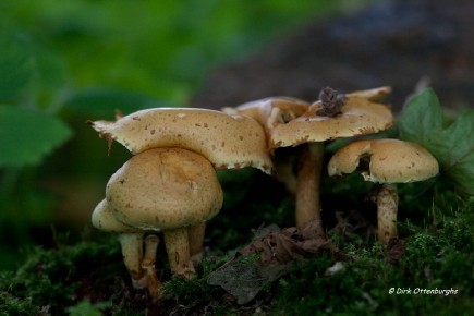 sized_paddenstoelen-025.jpg