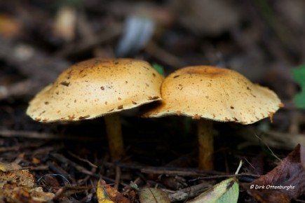 sized_paddenstoel-013.jpg