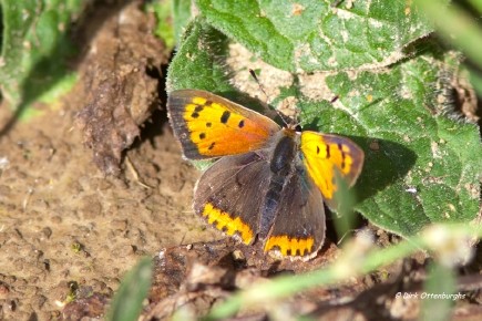 sized_kleine vuurvlinder-021.jpg