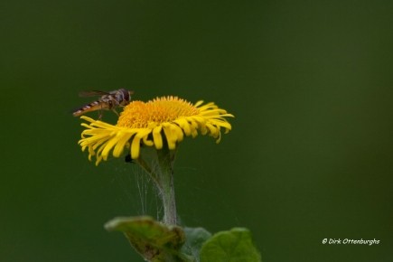 sized_zweefvlieg-015.jpg