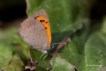 sized_kleine vuurvlinder-023.jpg
