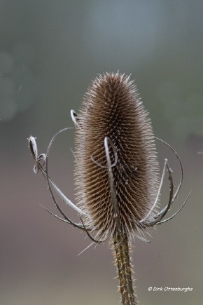 sized_broekbeemd kaardebol-013.jpg