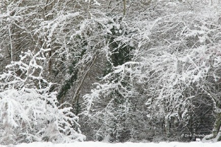 sized_winter-003.jpg