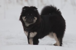 hond-018.jpg