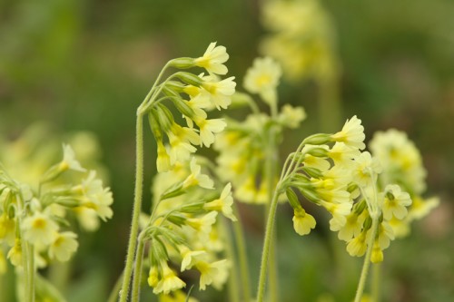 sleutelbloem-007.jpg
