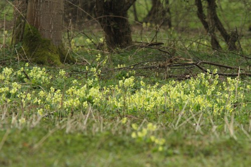 sleutelbloem-003.jpg