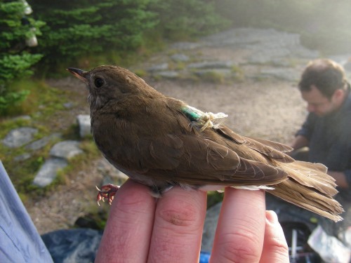 vogeltrek4.jpg