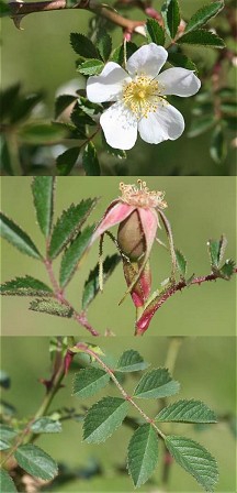 kraagroos.jpg