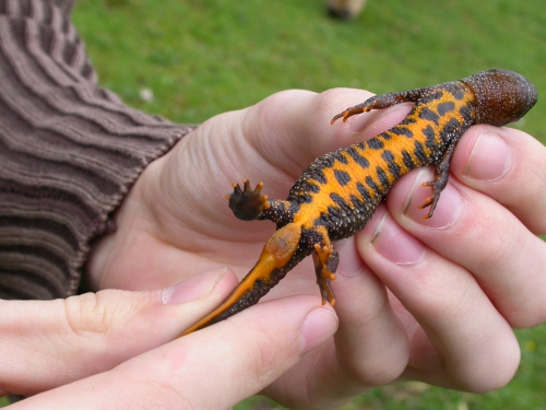 kamsalamander0305-2.jpg