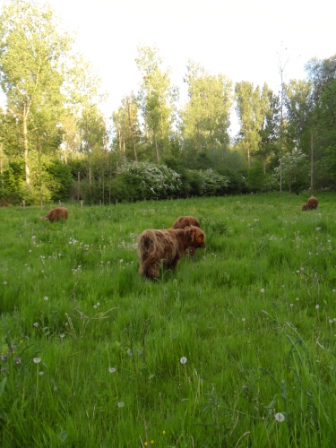schotten0001-4.jpg