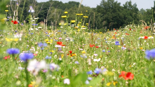 bloemenweide.jpg