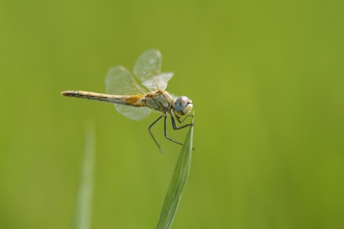 steenrode heidelibel wijfje 0806.JPG