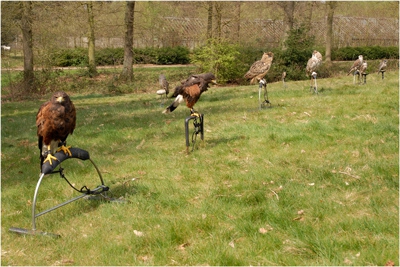 Roofvogeldemonstratie-I.jpg