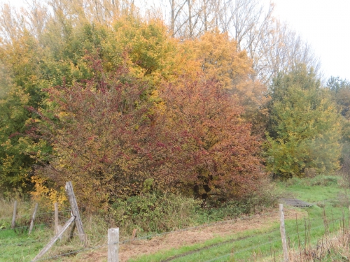 herfst0001-2.jpg