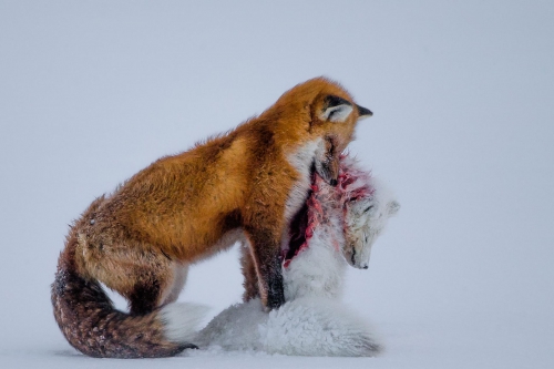 01WildlifePhotographer2015.ngsversion.1444917607358.adapt.1900.1.jpg