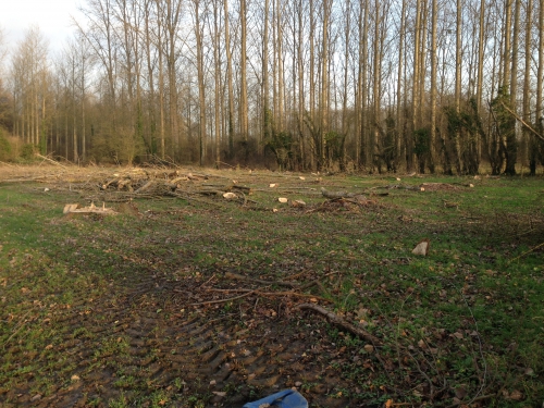 grote beemd graeterbeemd F369 2015 12 27.JPG