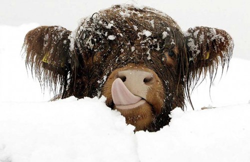 schotse-hooglander-in-de-sneeuw1-500x325.jpg
