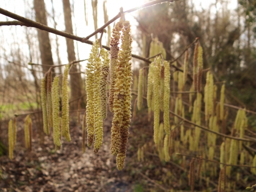 lente 20160001-6.jpg
