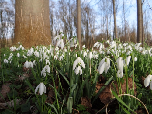lente 20160001-4.jpg