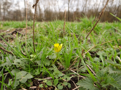 lente 20160001.jpg