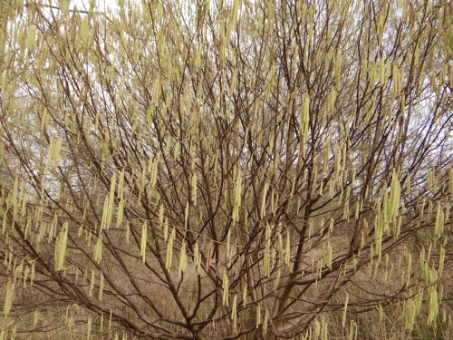 lente 20160001-7.jpg