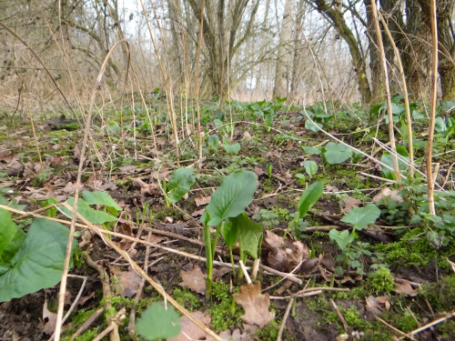 lente 20160001-2.jpg