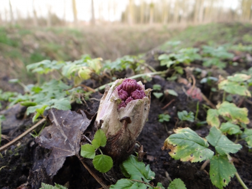 lente 20160001-3.jpg
