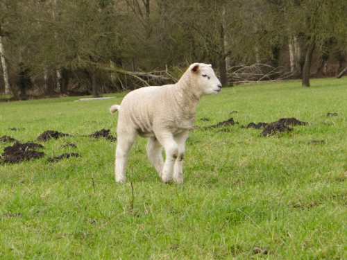 lente 20160001-9.jpg