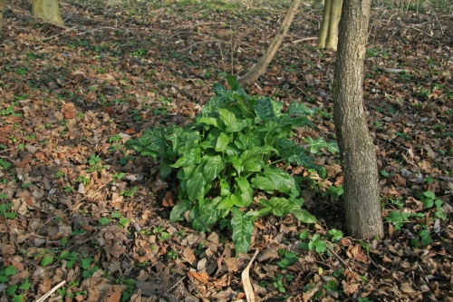 nieuw-plant-1.jpg