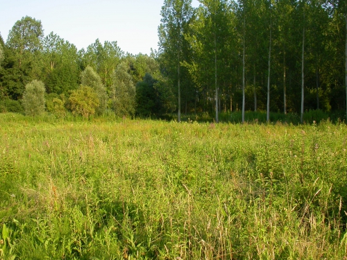 2005 07-3 kalkmoeras.jpg
