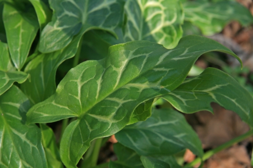 nieuw-plant-2.jpg