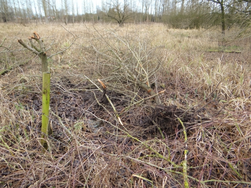 kapping grote beemd0001-5.jpg