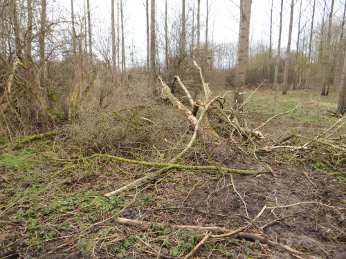 kapping grote beemd0001-2.jpg
