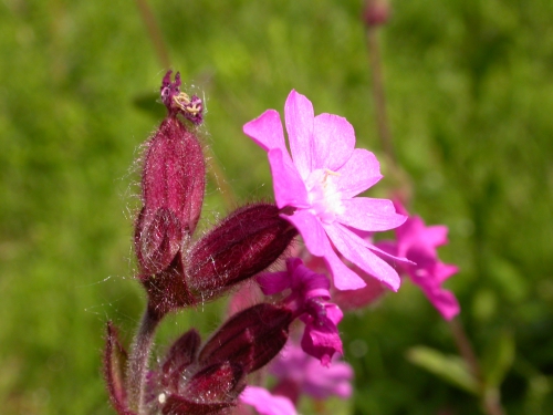 dagkoekoeksbloem.jpg