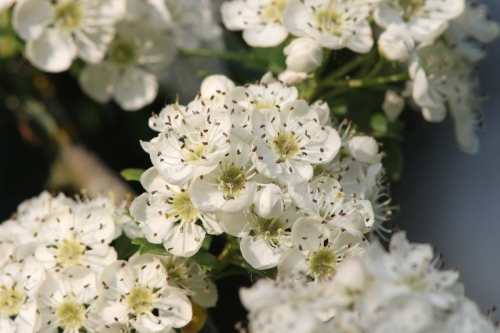 knolsteenbreek0001-2.jpg