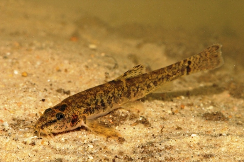 Bermpje_700x500_JH.jpg