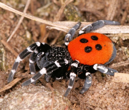 Eresus_sandaliatus_D7035.jpg