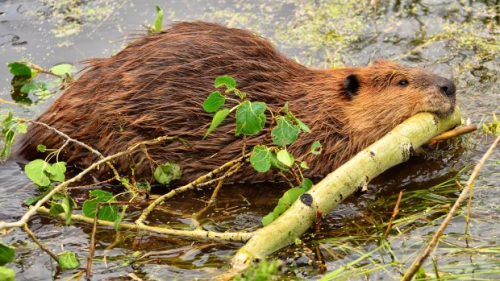 bever2_0.jpg