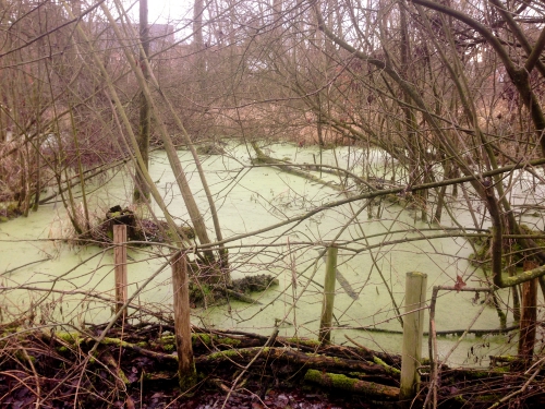 waterral0001.jpg