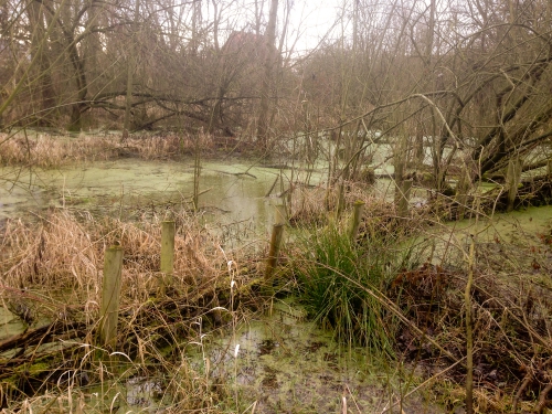waterral0001-2.jpg