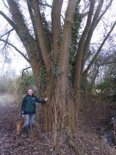 Knotwilg_01 (Small).JPG