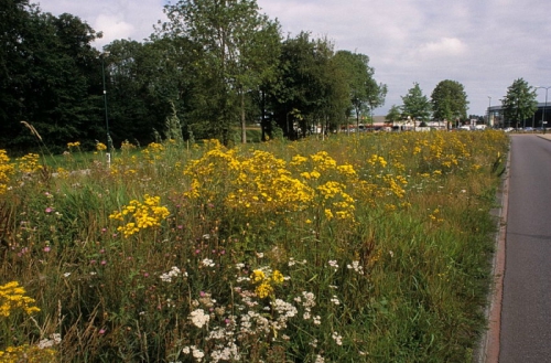 Veenendaal3.jpg