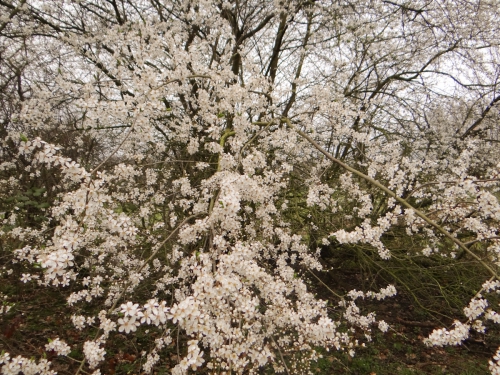 sleedoorn0001.jpg