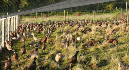 fazant1_vogelenzoogdierenopvangcentrum.gif