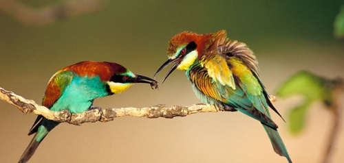 Merops_apiaster_(1).jpg